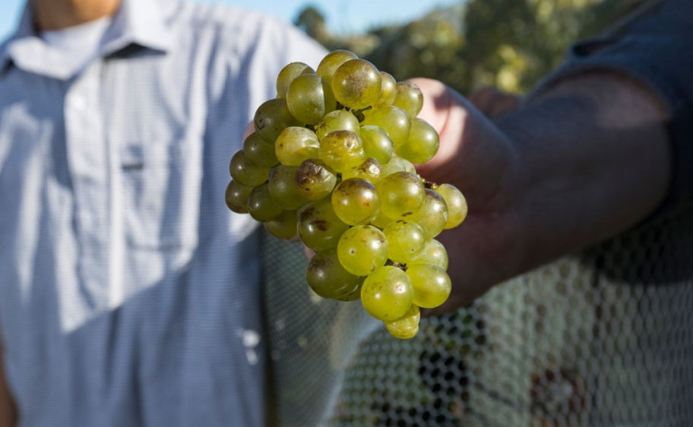 Grapes