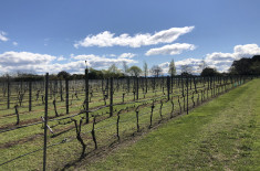 Vineyard